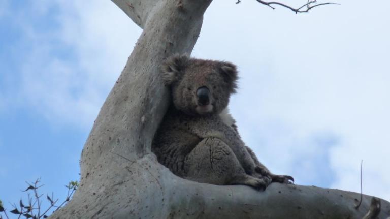 Koala